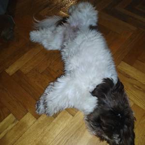 Shi tzu ženkica
