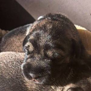 Srednji šnaucer, štenci