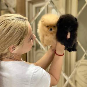 Štenci pomeranskog špica