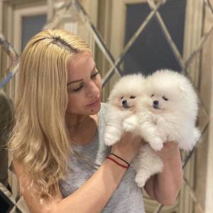 Štenci pomeranskog špica