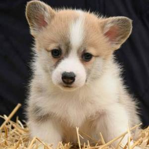Velški korgi Welsh Corgi Pembroke