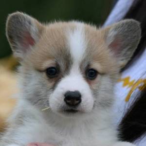 Velški korgi Welsh Corgi Pembroke