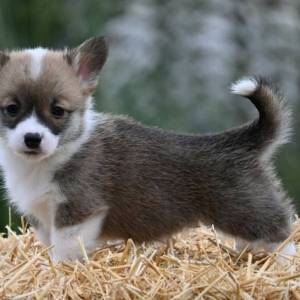 Velški korgi Welsh Corgi Pembroke