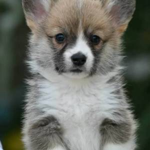 Velški korgi Welsh Corgi Pembroke