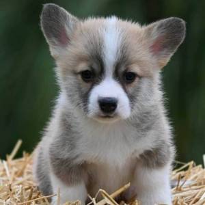 Velški korgi Welsh Corgi Pembroke
