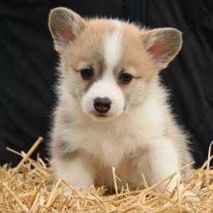Velški korgi Welsh Corgi Pembroke