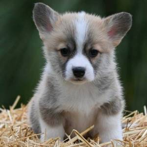 Velški korgi Welsh Corgi Pembroke