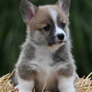 Velški korgi Welsh Corgi Pembroke