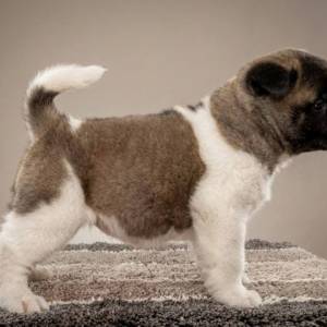 Američka Akita TOP štenci