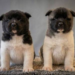 Američka Akita, vrhunski štenci