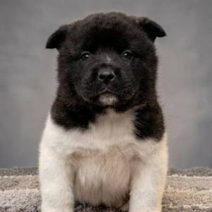 Američka Akita, vrhunski štenci