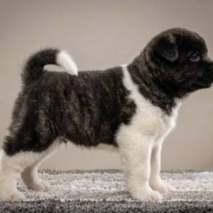 Američka Akita, vrhunski štenci