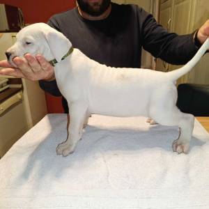 Dogo Argentino štenci