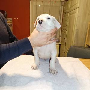 Dogo Argentino štenci