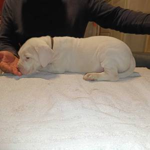 Dogo Argentino štenci