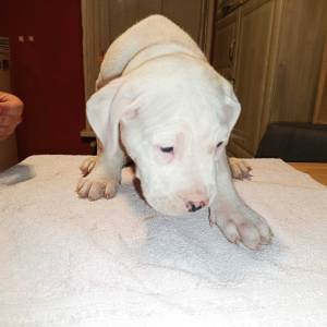 Dogo Argentino štenci