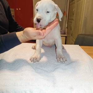 Dogo Argentino štenci