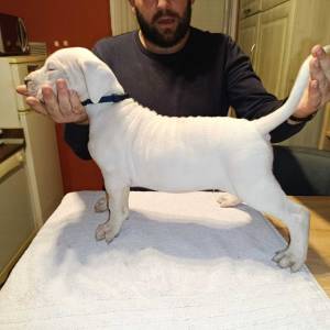 Dogo Argentino štenci