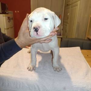 Dogo Argentino štenci