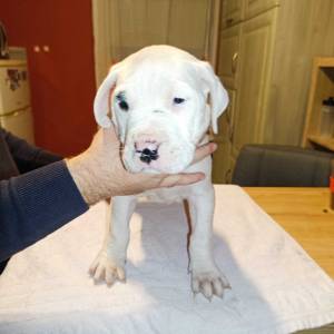 Dogo Argentino štenci