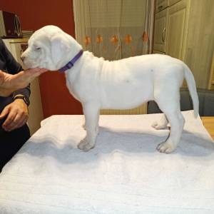 Dogo Argentino štenci