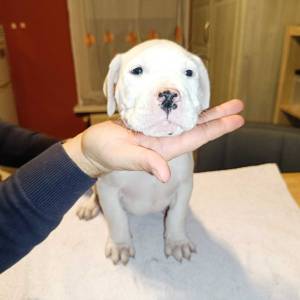 Dogo Argentino štenci