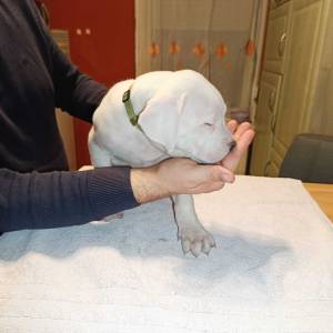 Dogo Argentino štenci