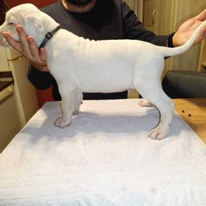 Dogo Argentino štenci