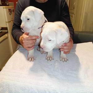 Dogo Argentino štenci