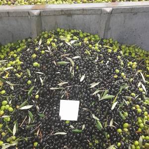 Domaće 100% maslinovo ulje