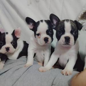 Francuski Buldog (čitaj detaljno)