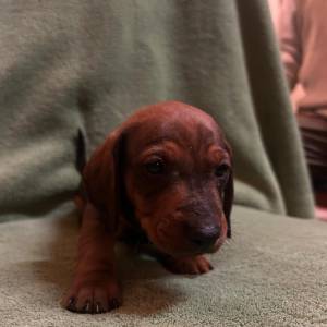 Kratkodlaki jazavcar