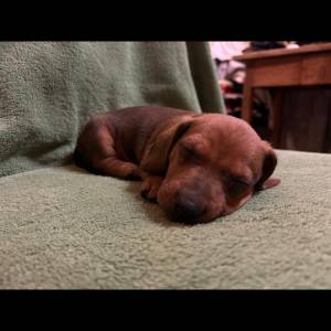 Kratkodlaki jazavcar