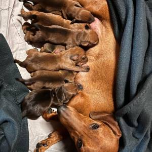 Kratkodlaki jazavcar