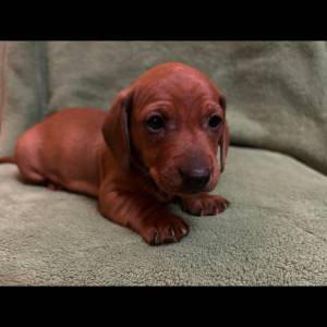 Kratkodlaki jazavcar