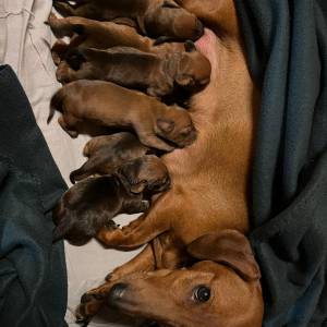 Kratkodlaki jazavcar