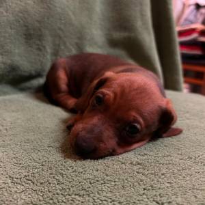 Kratkodlaki jazavcar