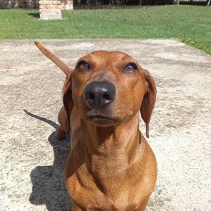 Kratkodlaki jazavcar