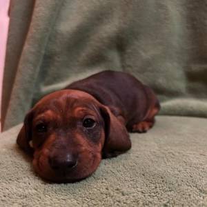 Kratkodlaki jazavcar