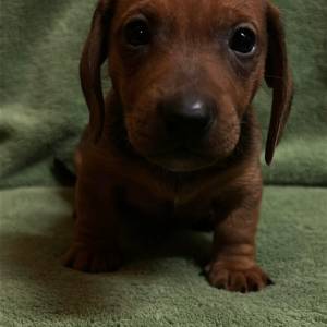 Kratkodlaki jazavcar