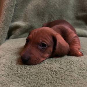 Kratkodlaki jazavcar