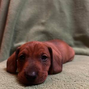 Kratkodlaki jazavcar