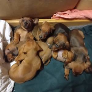 Kratkodlaki jazavcar