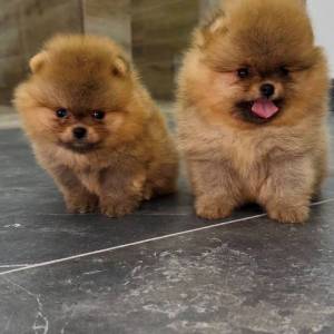 Pomeranci vrhunskog kvaliteta