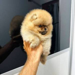 Pomeranci vrhunskog kvaliteta