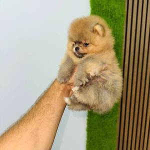 Pomeranci vrhunskog kvaliteta