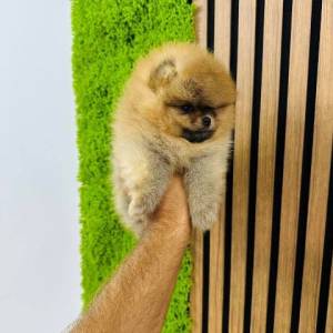 Pomeranci vrhunskog kvaliteta