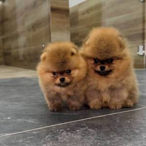 Pomeranci vrhunskog kvaliteta