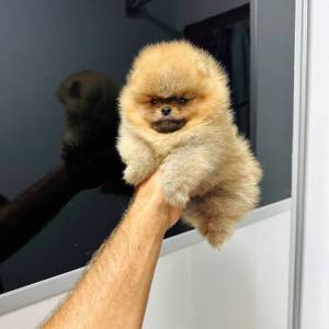 Pomeranci vrhunskog kvaliteta