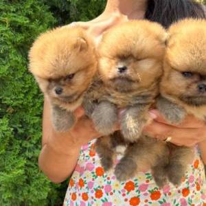 Pomeranci vrhunskog kvaliteta